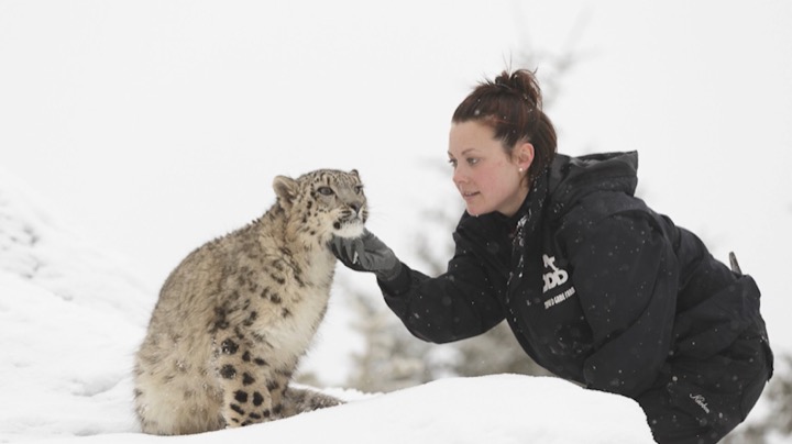 Handler touching a snow leopard in a snowy enclosure