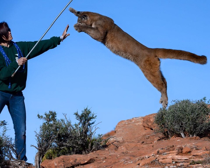 Cougar leaping toward a handler's raised hand in a desert setting